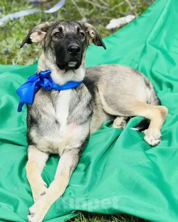 Собаки в других городах Краснодарского края: Дюк ищет дом Мальчик, 10 руб. - фото 3