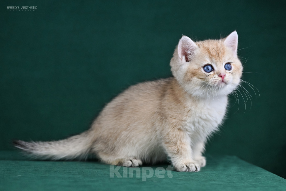 Кошки в Воронеже: Британский короткошерстный мальчик Мальчик, 40 000 руб. - фото 10