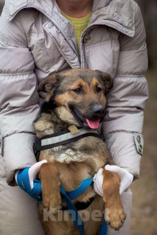 Собаки в Москве: Юхо! Он будет радовать Вас! В добрые руки! Мальчик, Бесплатно - фото 2