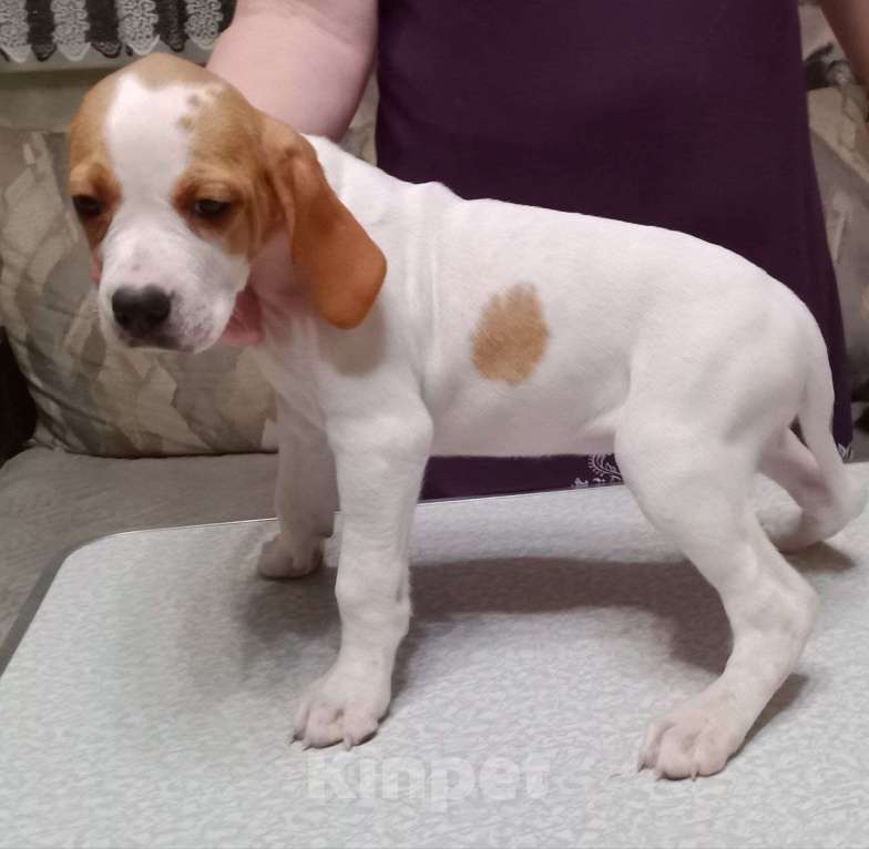 Собаки в Белгороде: Продаю щенков Английского пойнтера Девочка, 30 000 руб. - фото 2