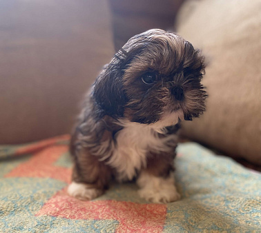 Очаровательная девочка золотого окраса