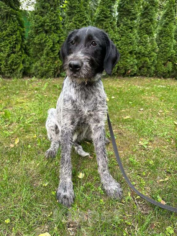 Собаки в Москве: Метис дратхаара Артур в добрые руки  Мальчик, Бесплатно - фото 3