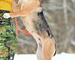 Собаки в Солнечногорске: Ласка в добрые руки Девочка, 1 руб. - фото 2