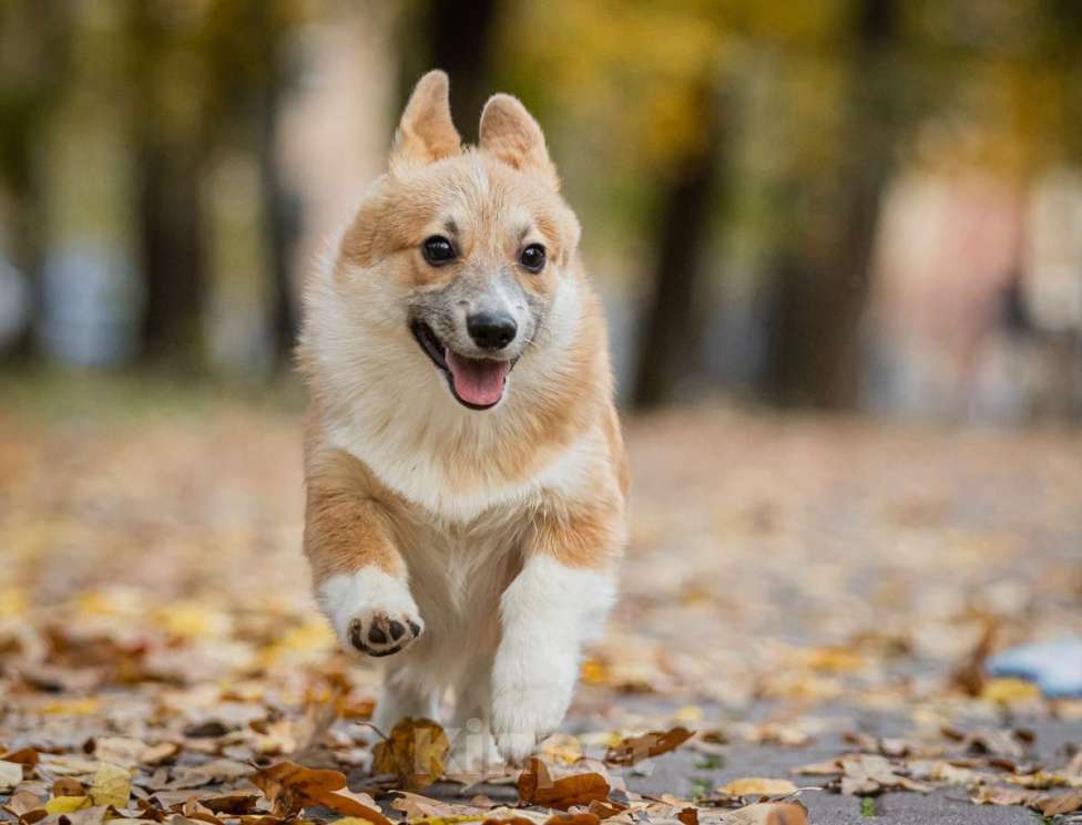 Собаки в Москве: Вельш корги пемброк, девочка Девочка, 70 000 руб. - фото 2
