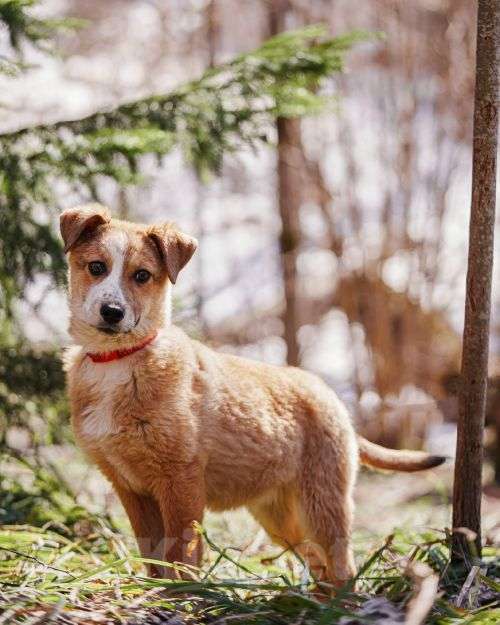 Собаки в Москве: Милейшая Дива,домашняя девочка-щенок ищет дом Девочка, Бесплатно - фото 2