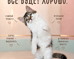 Кошки в Звенигороде: Котенок Мисси Девочка, Бесплатно - фото 1