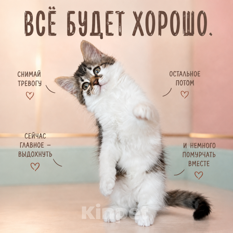 Кошки в Звенигороде: Котенок Мисси Девочка, Бесплатно - фото 1
