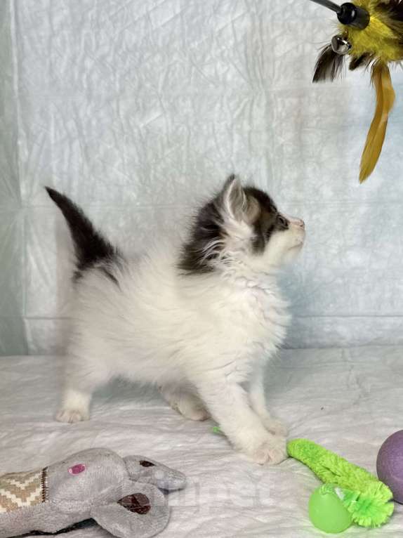 Кошки в Санкт-Петербурге: Котенок 1 месяц Элин Девочка, Бесплатно - фото 2