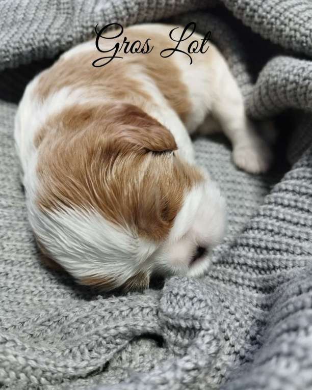 Собаки в Рязани: Кавалер кинг чарльз спаниель щенки Мальчик, 100 000 руб. - фото 5