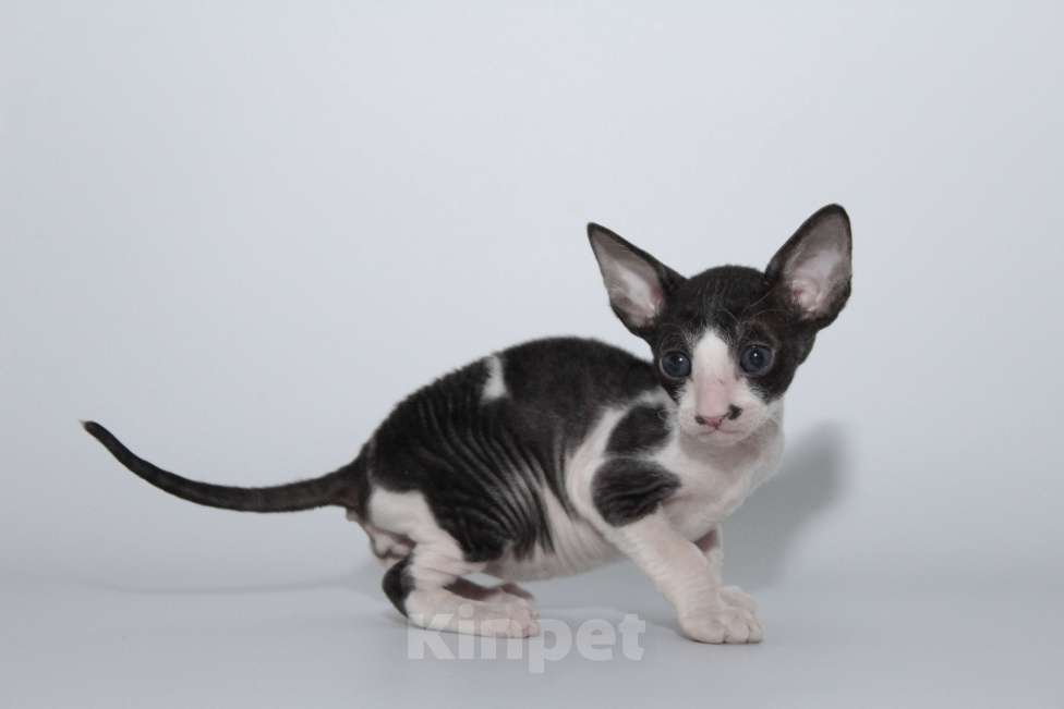 Кошки в Москве: малыши к резервированию. питомник Корнелита Мальчик, 60 000 руб. - фото 9