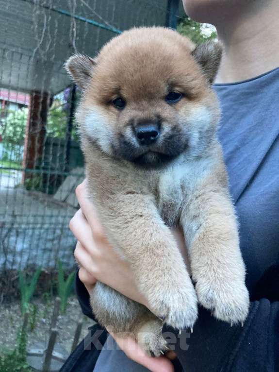 Собаки в Люберцах: Мальчик сиба ину 2 месяца Мальчик, 35 000 руб. - фото 8