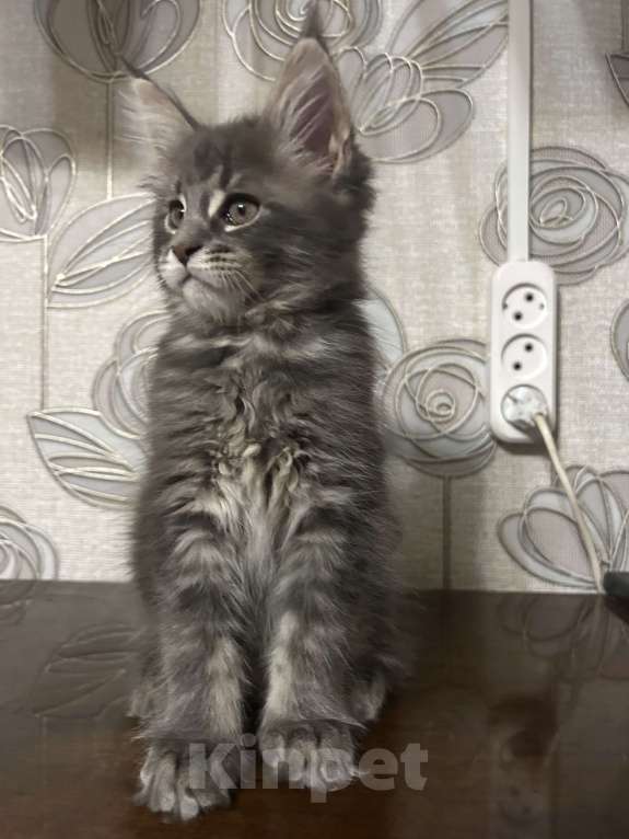 Кошки в Твери: мейн кун от чемпионов породы Мальчик, 50 000 руб. - фото 2