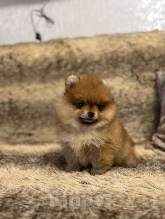 Собаки в Самаре: Мини шпиц Девочка, 85 000 руб. - фото 5