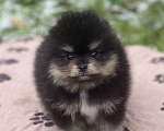 Собаки в Дмитрове: померанский шпиц Мальчик, 30 000 руб. - фото 1