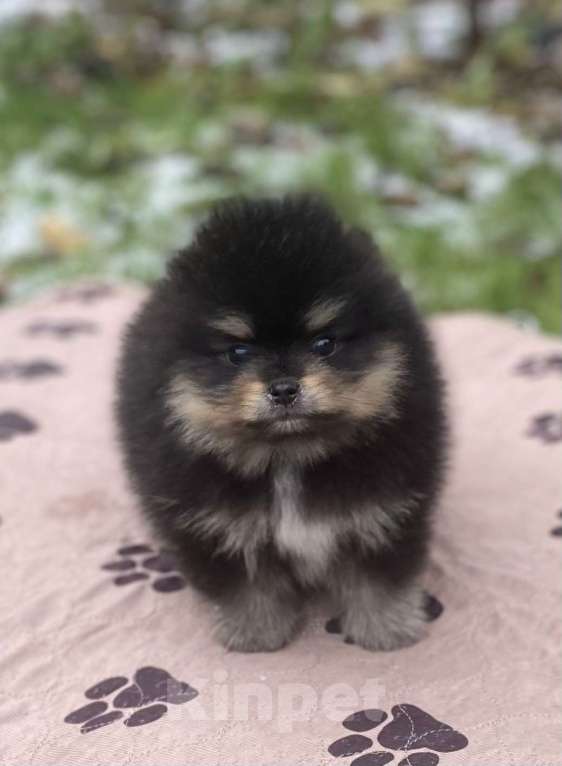 Собаки в Дмитрове: померанский шпиц Мальчик, 30 000 руб. - фото 1