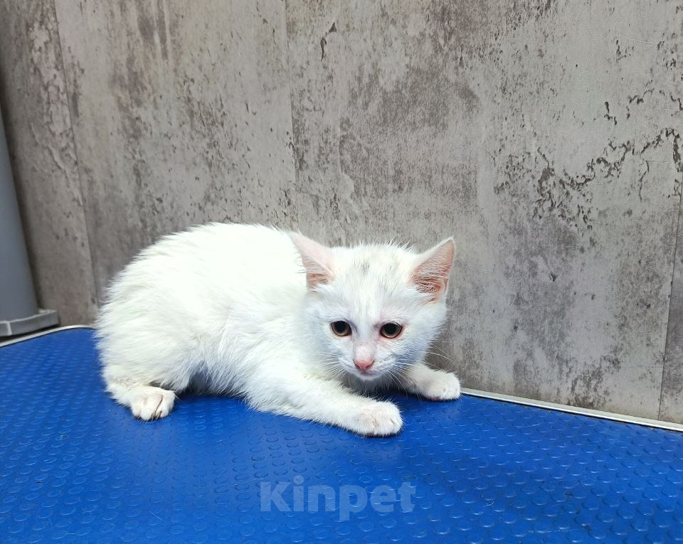 Кошки в Королеве: Шпунька в добрые руки Девочка, Бесплатно - фото 2