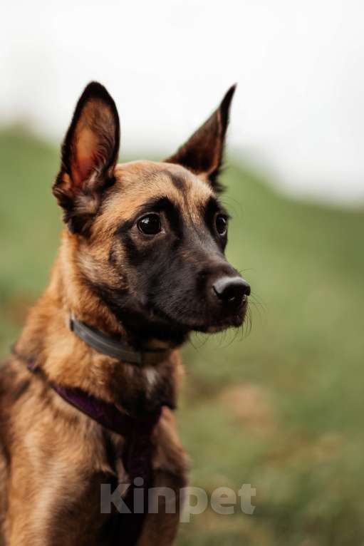 Собаки в Москве:  Ищет дом Пинки — девочка с сердцем солнца Девочка, Бесплатно - фото 8