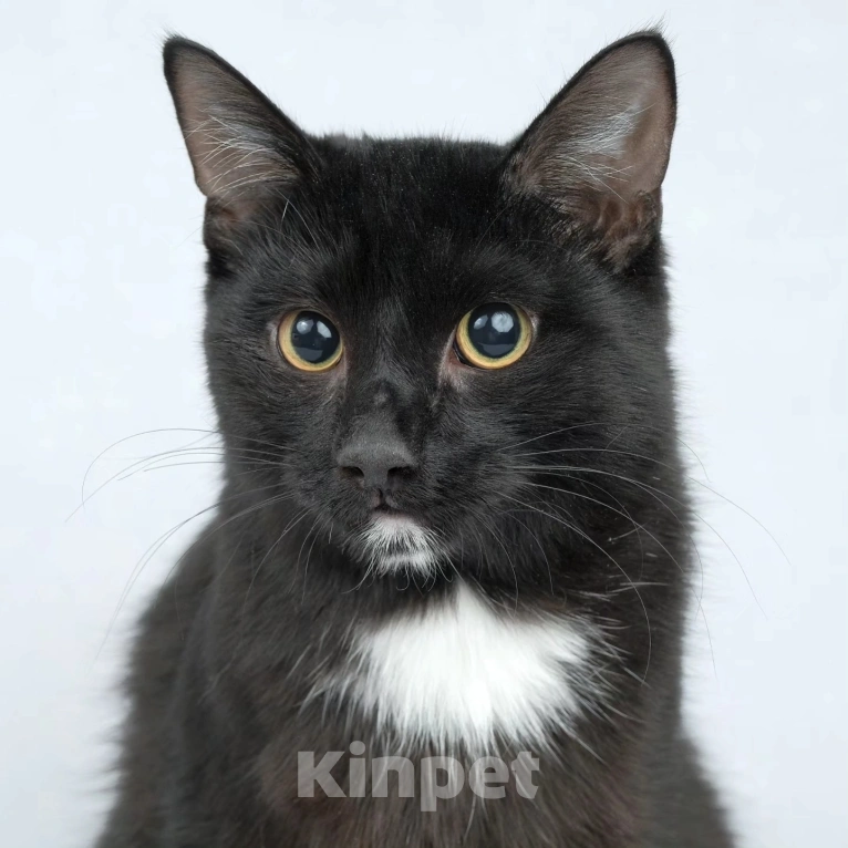 Кошки в Москве: Котик Пират никому не нужен Мальчик, Бесплатно - фото 3