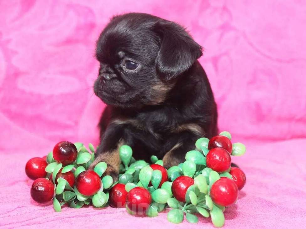 Собаки в Санкт-Петербурге: Ваше счастье Мальчик, 80 000 руб. - фото 4