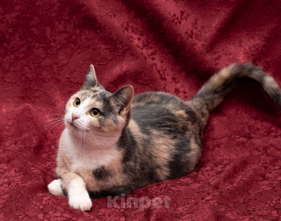 Кошки в Одинцово: Котенок-подросток Милаша на счастье в Новом году и далее! Девочка, Бесплатно - фото 3