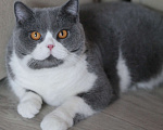 Кошки в Магнитогорске: Rochelle Marshmallow  Девочка, 1 000 руб. - фото 1