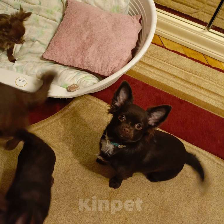 Собаки в Москве: Мальчик чихуахуа 9 мес. Окрас шоколад д/ш Мальчик, 35 000 руб. - фото 5