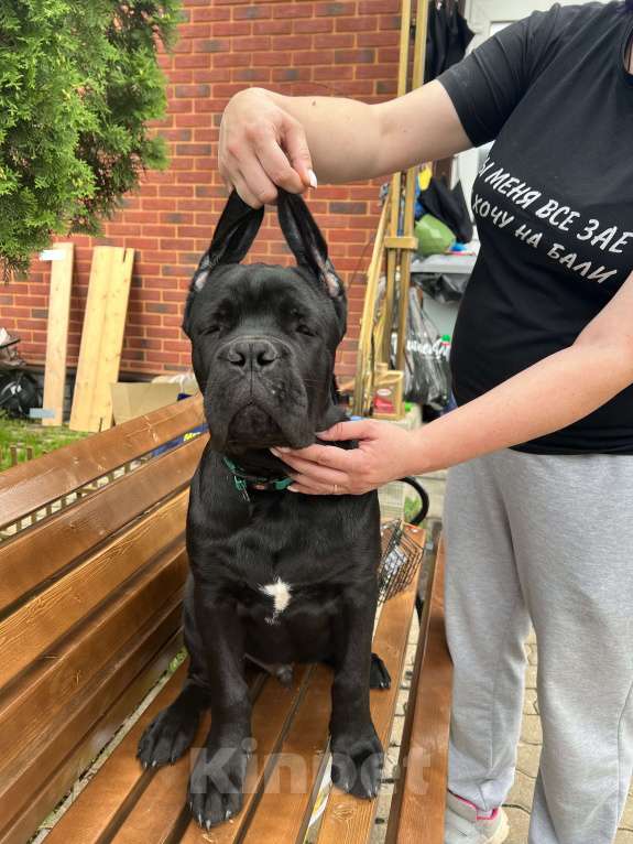 Собаки в Дмитрове: Щенок Кане Корсо Мальчик, 50 000 руб. - фото 4