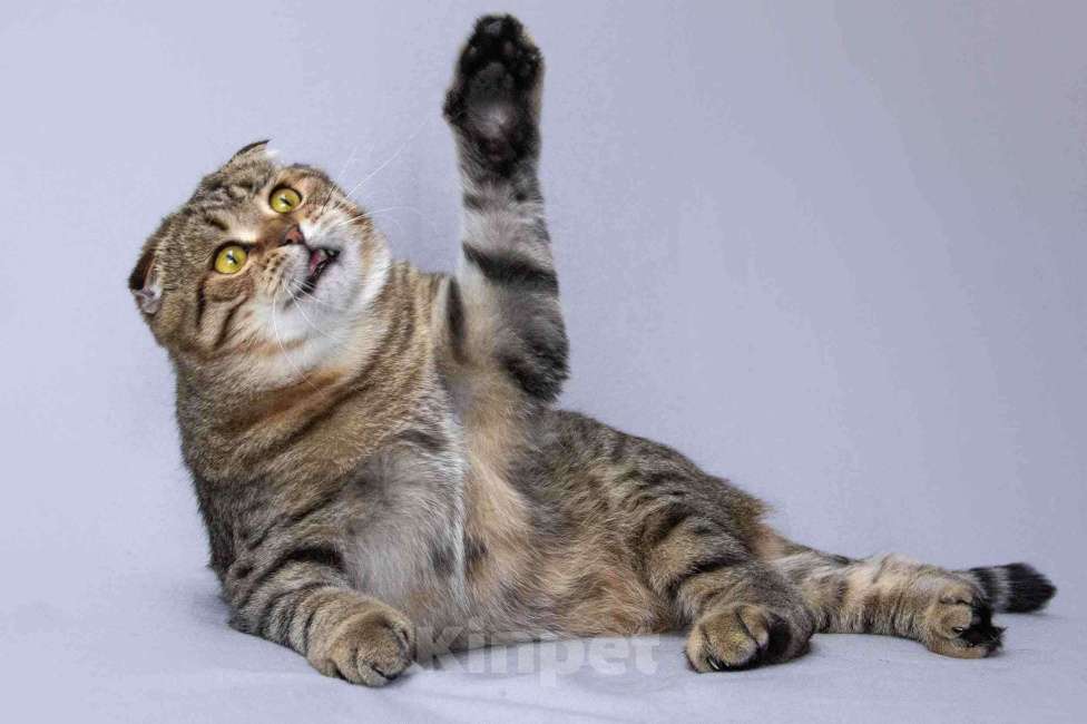 Кошки в Москве: Благородный добряк — кот Сигизмундий Мальчик, Бесплатно - фото 9