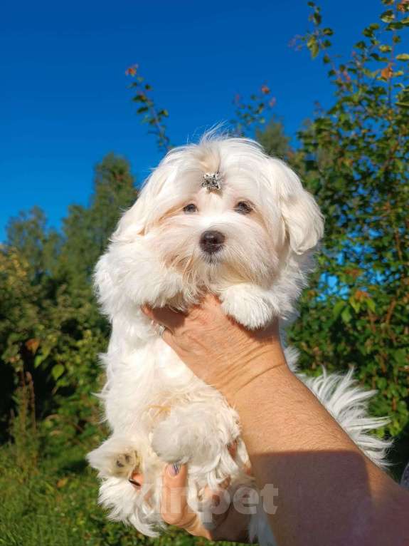 Собаки в Ковровом: Мальтезе РКФ Мальчик, 35 000 руб. - фото 2