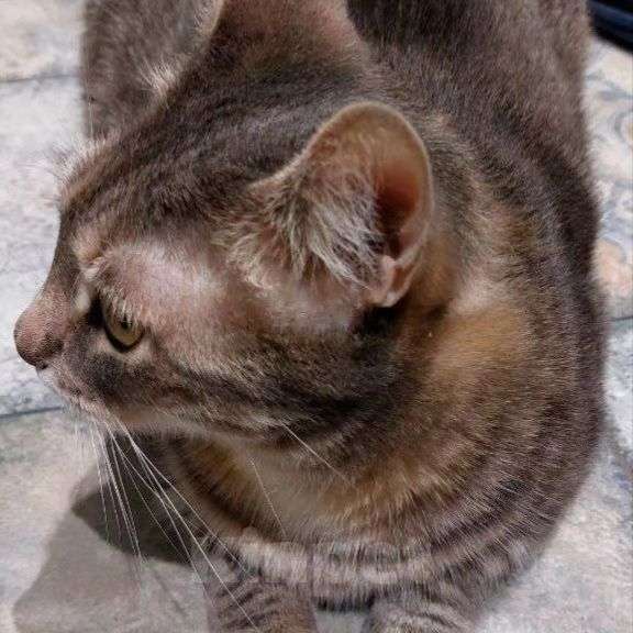 Кошки в Москве: У ребёнка аллергия 🆘️ Кота нужно срочно забирать Мальчик, Бесплатно - фото 4