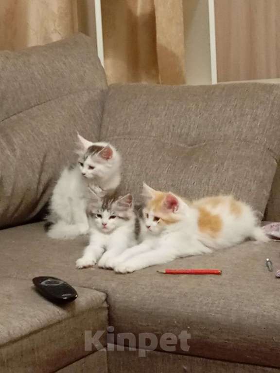 Кошки в Санкт-Петербурге: Рыжий котенок Мейн-Кун  Мальчик, 15 000 руб. - фото 3