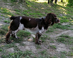 Собаки в Владивостоке: Вязка.Красавчик Русский охотн.спаниель коричневый, 1 руб. - фото 1
