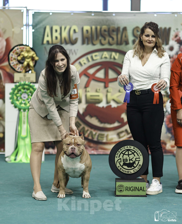 Собаки в Москве: Американский булли вязка Мальчик, 100 000 руб. - фото 2