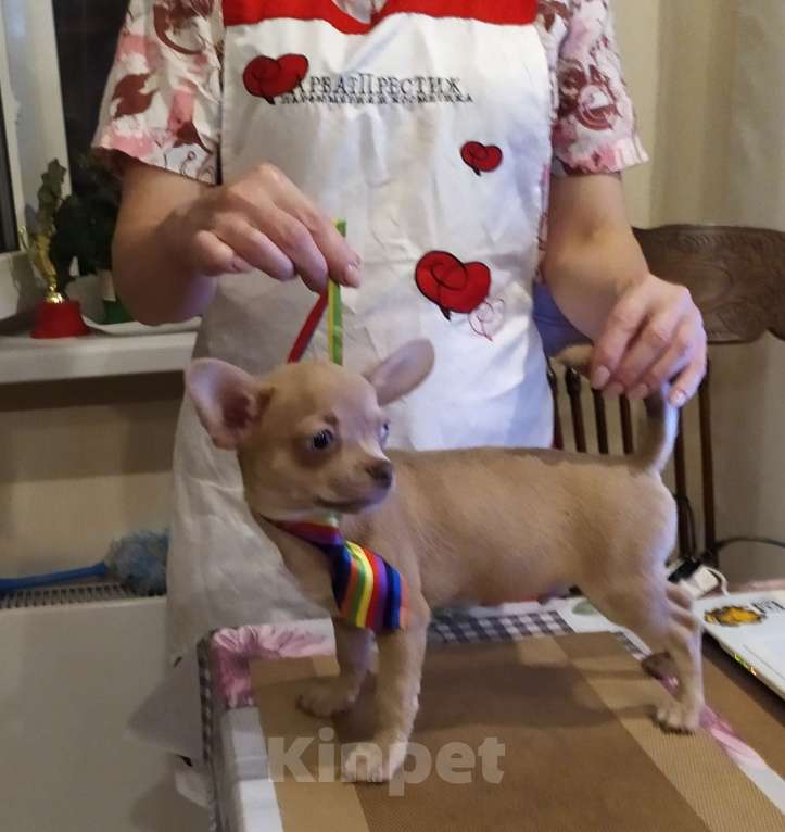 Собаки в Москве: Лиловый мальчишка чихуахуа  Мальчик, 45 000 руб. - фото 2