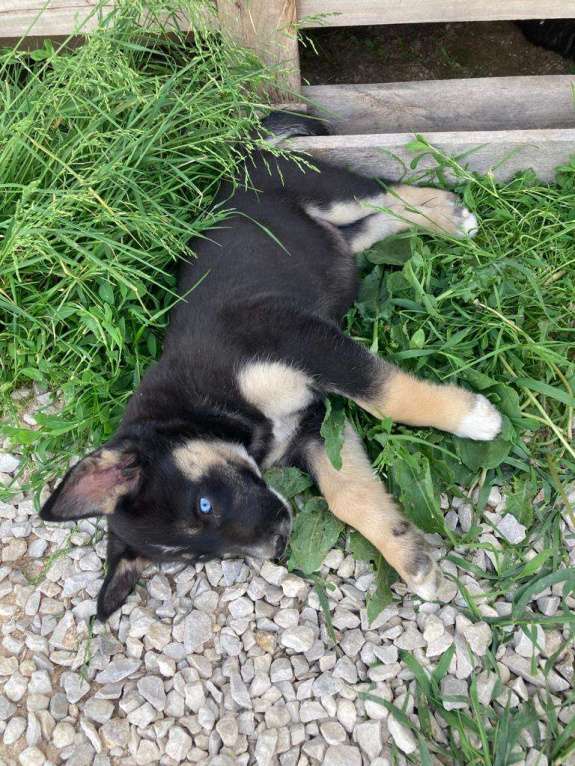 Собаки в Москве: Малу, голубоглазый метис хаски Девочка, Бесплатно - фото 4