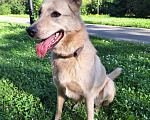 Собаки в Москве: Мила, самое милое и потрясающее создание! Девочка, Бесплатно - фото 2