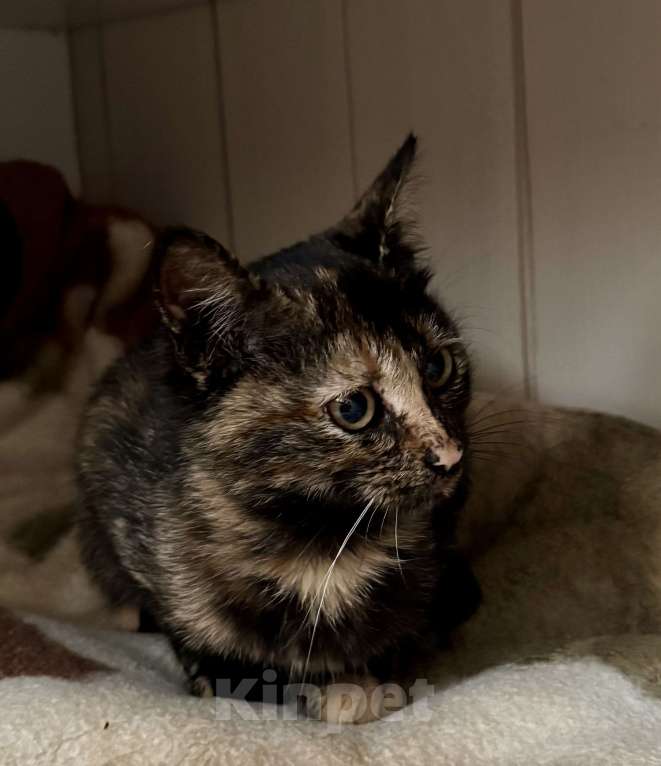 Кошки в Жуковском: Котенок очаровательная «черепашка» Девочка, Бесплатно - фото 3