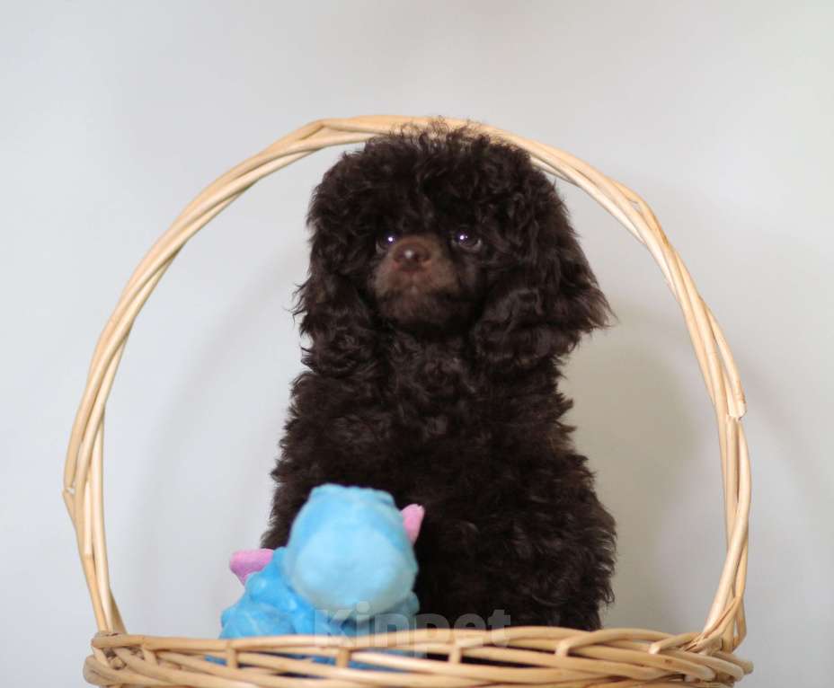 Собаки в Москве: Пудель миниатюрный (той) Девочка, 200 000 руб. - фото 2