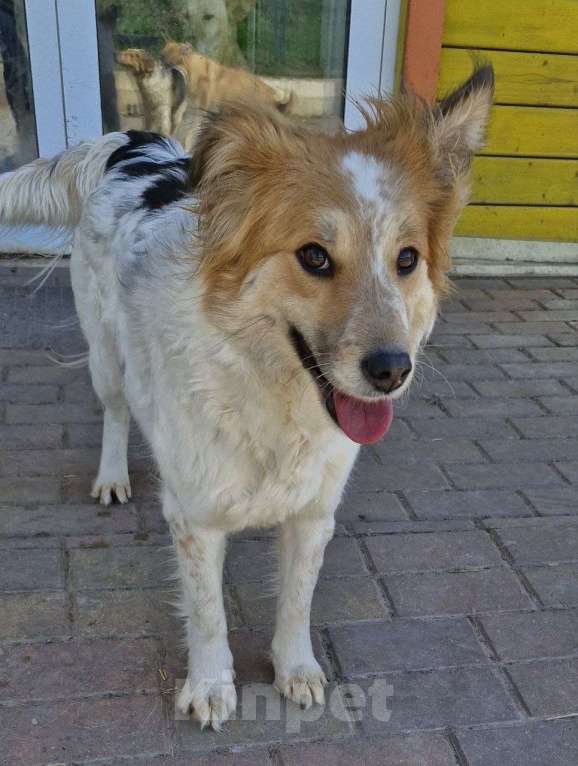 Собаки в Шебекино: Пальма ищет своего человека Девочка, Бесплатно - фото 1