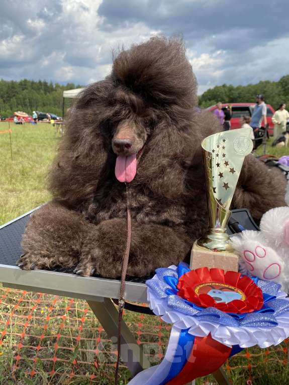 Собаки в Москве: Коричневый щенок пуделя Мальчик, 100 000 руб. - фото 4