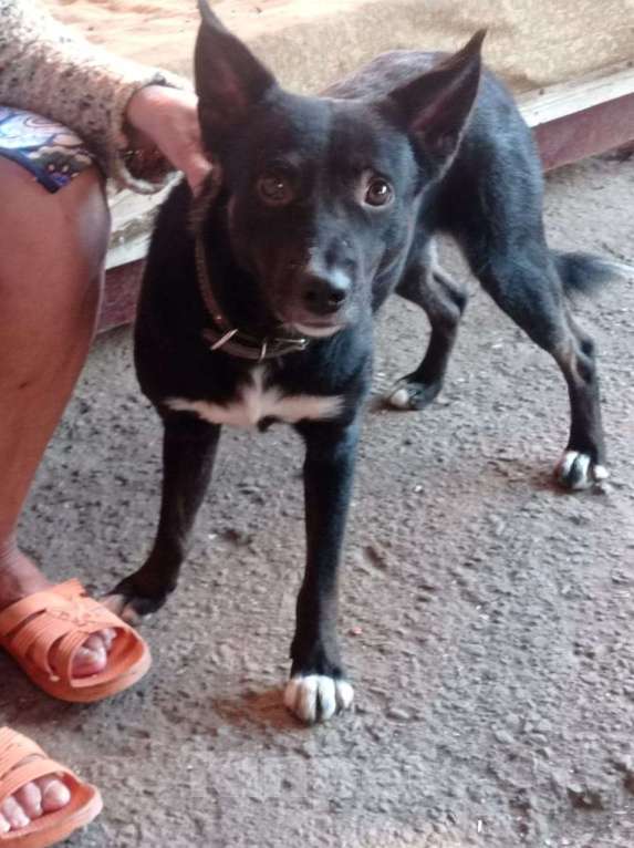 Собаки в Краснодаре: СЛАВНЫЙ КАРАЧАЙ Мальчик, Бесплатно - фото 10