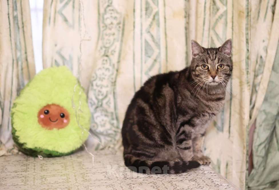 Кошки в Москве: Мраморная Лея (5 лет) в добрые руки Девочка, Бесплатно - фото 5