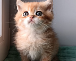 Кошки в Сланце: Котенок Мальчик, 30 000 руб. - фото 1