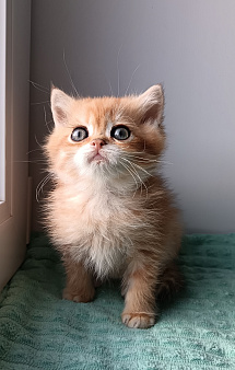 Котенок