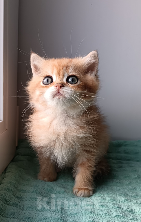 Кошки в Сланце: Котенок Мальчик, 30 000 руб. - фото 1