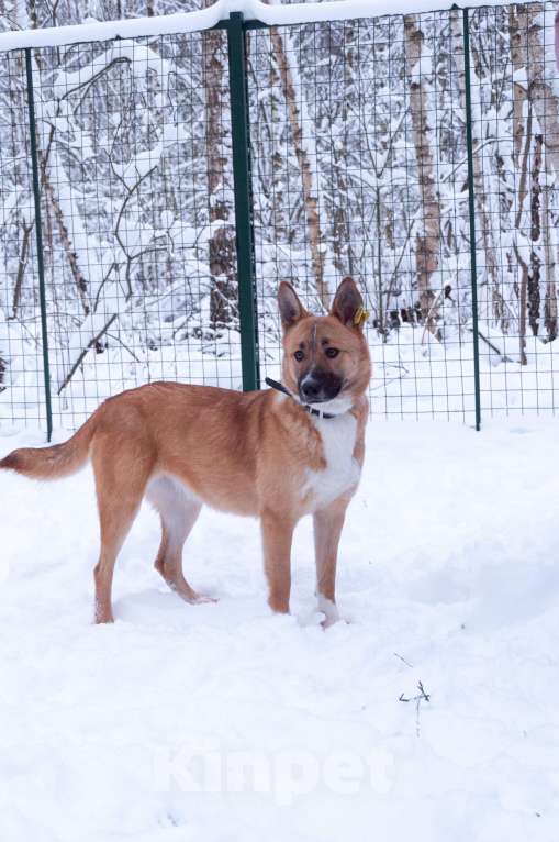 Собаки в Ногинске: Благородная девица Марфа Васильна ищет покровителей и почитателей! Готова украсить ваше имение Девочка, Бесплатно - фото 2
