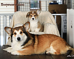 Собаки в других городах Московской области: Продаётся щенок вельш корги пемброк Мальчик, 80 000 руб. - фото 2