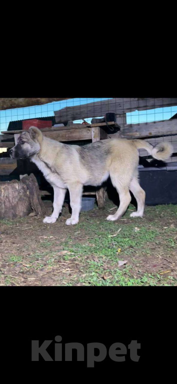 Собаки в Самаре: Щенок сука на продажу САО Девочка, 15 000 руб. - фото 4