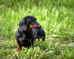 Собаки в Новотроицке: Вязка такса миниатюрная гладкошерстная Мальчик, 20 000 руб. - фото 6