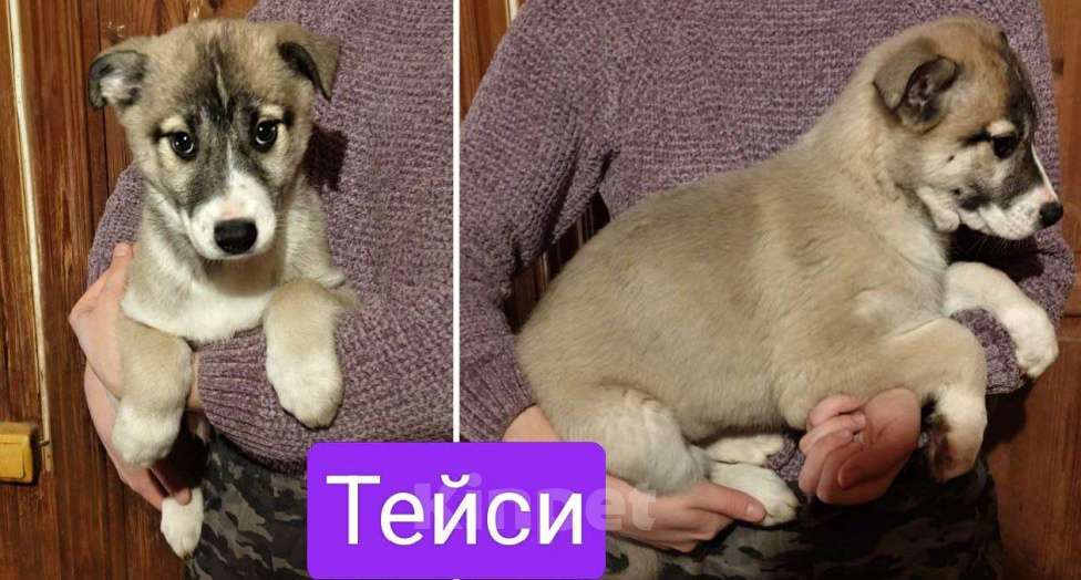 Собаки в других городах Московской области: Тэйси Якутята из ппбж Девочка, Бесплатно - фото 1